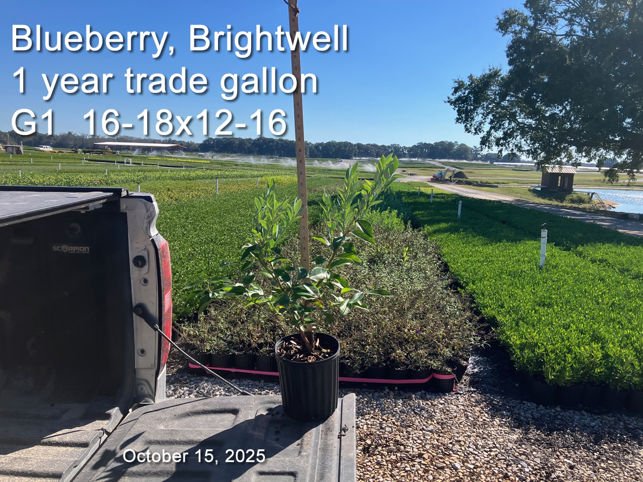 gallery/bbw1yt g1 oct15.jpg